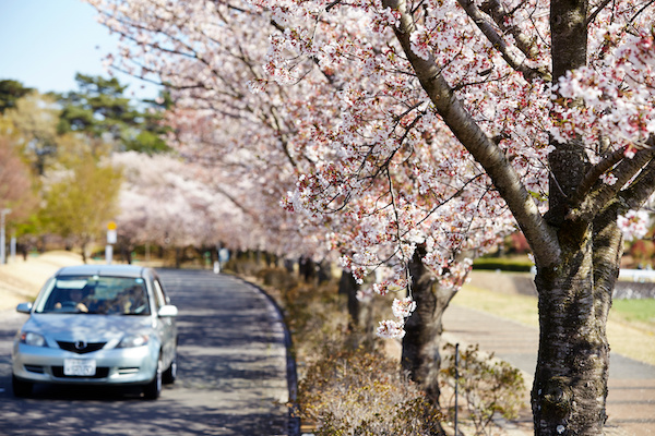 Preparing Your Vehicle for the Spring Season 