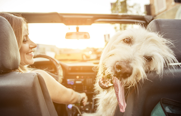 How to Road Travel with Pups